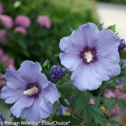 Azurri Blue Satin® Rose Of Sharon