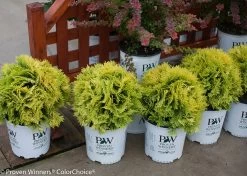 Annas Magic Ball® Arborvitae -Garden Plant Store 3 Gallon Annas Magic Ball Arborvitae Shrubs 93584.1523214681