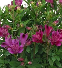 Inca Replay™ Peruvian Lily -Garden Plant Store ALSTROEMERIA Inca Replay 57438.1648095472