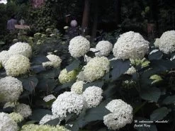 Annabelle Hydrangea -Garden Plant Store Aannabelle Hydrangea Bush with White Blooms 60794.1683128580