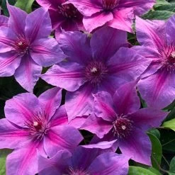 Garden Plant Store -Garden Plant Store Adams Courage Clematis Blooming 48382.1674829857