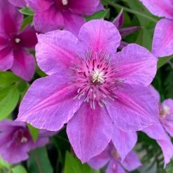 Adam's Courage Clematis