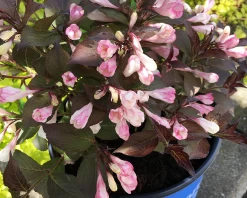 Afterglow Weigela -Garden Plant Store Afterglow Weigela Blooming 15765.1649153918