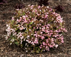 Garden Plant Store -Garden Plant Store Afterglow Weigela on Spring Ground 23341.1649153882