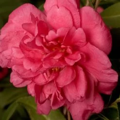 Alabama Beauty Camellia