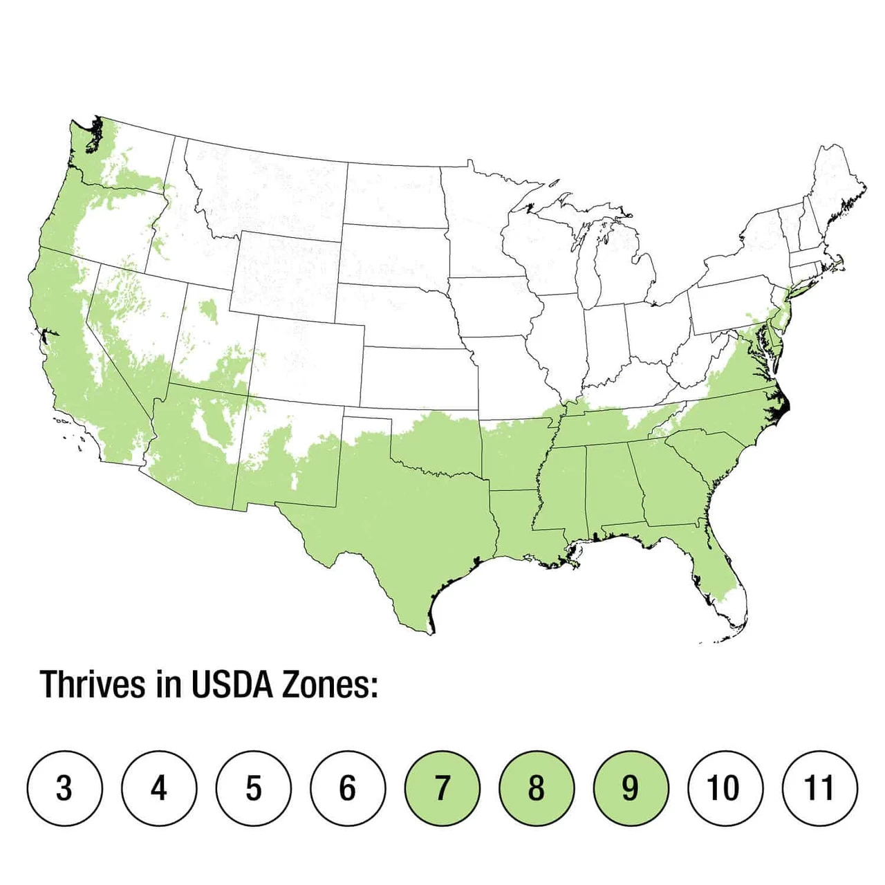 Alabama Beauty Camellia 8 Alabama Beauty Camellia - Image 6