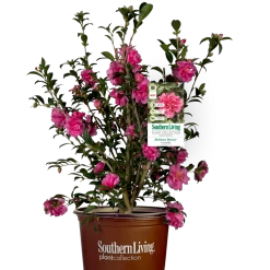 Alabama Beauty Camellia 10 Alabama Beauty Camellia -Garden Plant Store Alabama Beauty Camellia in Branded Pot Main 97537.1640077345