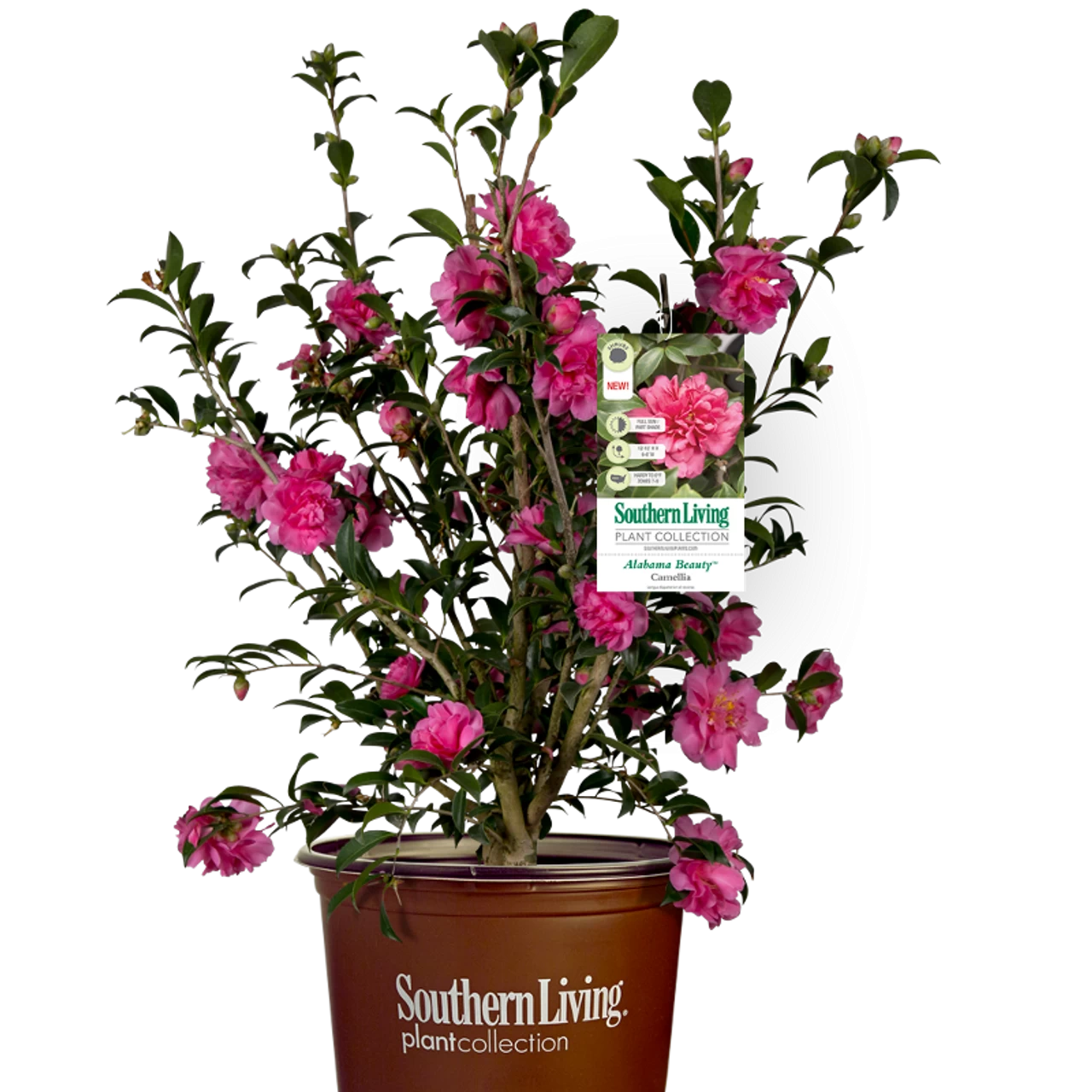 Alabama Beauty Camellia 5 Alabama Beauty Camellia - Image 3