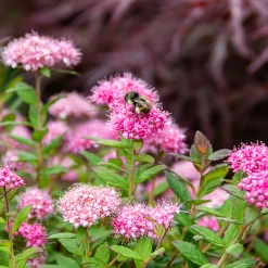 Alpina Spirea