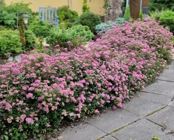 Alpina Spirea -Garden Plant Store Alpina Spirea on the Side 29187.1649403646