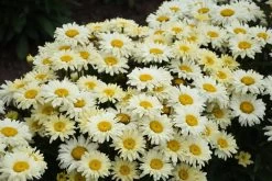 Amazing Daisies® Banana Cream II Shasta Daisy -Garden Plant Store Amazing Daisies Banana Cream II Shasta Daisy Plants Blooming 86588.1637613669