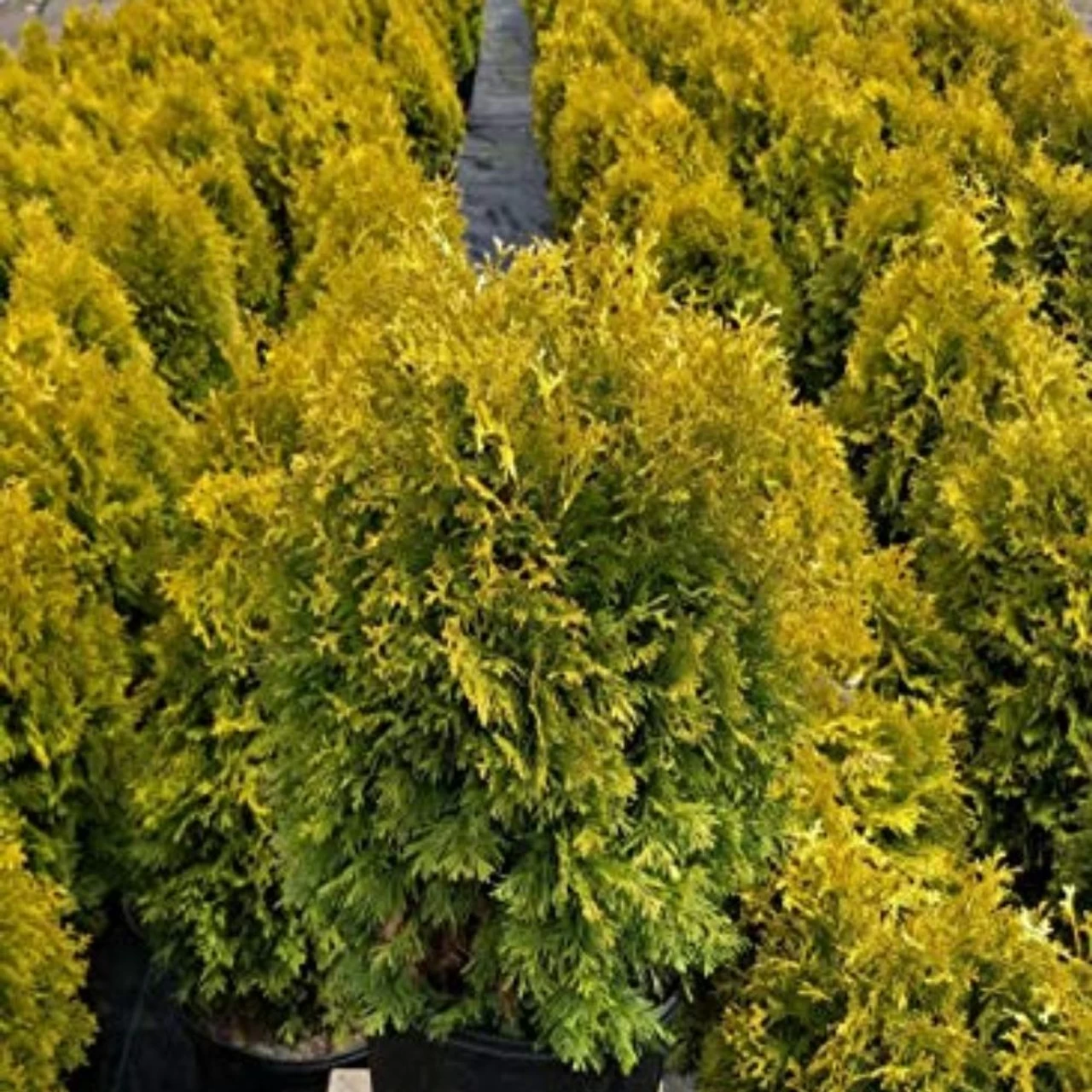 Amber Gold Arborvitae 5 Amber Gold Arborvitae - Image 3