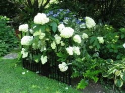 Annabelle Hydrangea -Garden Plant Store Annabelle Hydrangea Behind Fence 35746.1683128580