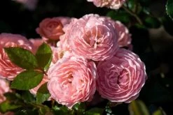 Apricot Drift Groundcover Rose -Garden Plant Store Apricot Drift Rose Flowers Close Up 84424.1553568501