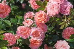Apricot Drift Groundcover Rose -Garden Plant Store Apricot Drift Rose Shrub Big Image 53108.1553568512