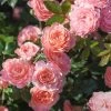 Apricot Drift Groundcover Rose -Garden Plant Store Apricot Drift Rose Shrub Full of Flowers Main 16367.1553568492