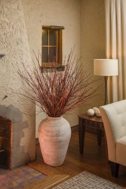 Arctic Fire® Red Twig Dogwood -Garden Plant Store Arctic Fire Artic Sun Dogwood in Doors 18122.1549755038