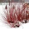 Arctic Fire® Red Twig Dogwood 1 Arctic Fire® Red Twig Dogwood -Garden Plant Store Arctic Fire Dogwood Red Twiggs in Winter c 18566.1549755038
