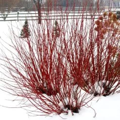 Arctic Fire® Red Twig Dogwood