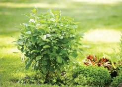Arctic Fire® Red Twig Dogwood -Garden Plant Store Arctic Fire Dogwood Shrub with Foliage 38726.1549755038