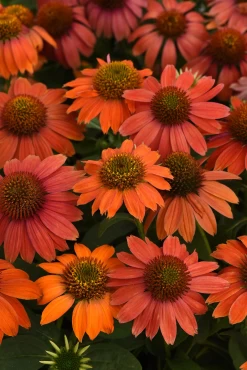 Artisan™ Red Ombre Coneflower -Garden Plant Store Artisan Red Ombre Coneflower Blooming 24248.1649090154