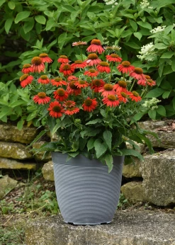 Artisan™ Red Ombre Coneflower -Garden Plant Store Artisan Red Ombre Coneflower in Patio Pot 05985.1649090169