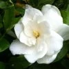August Beauty Gardenia -Garden Plant Store August Beauty Gardenia White Flower Cropped compressor 92729.1507167370