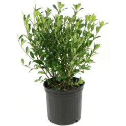 August Beauty Gardenia -Garden Plant Store August Beauty Gardenia In Container 92750.1585413259