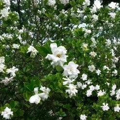 August Beauty Gardenia -Garden Plant Store August Beauty Gardenia Shrub Blooming 52677.1585413256