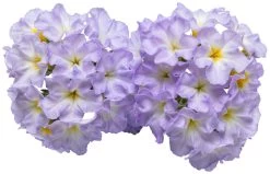 Augusta® Lavender Heliotrope -Garden Plant Store Augusta Lavender Heliotrope Flower Petals Close Up 52510.1639249588