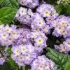 Augusta® Lavender Heliotrope -Garden Plant Store Augusta Lavender Heliotrope Flowers and Foliage 30081.1639249579