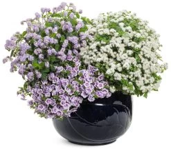 Augusta® Lavender Heliotrope -Garden Plant Store Augusta Lavender Heliotrope in Mixed Annual Combo 30571.1639249583