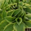 Aureo Marginata Hosta -Garden Plant Store Aureo Marginata Hosta Foliage 21152.1685109988