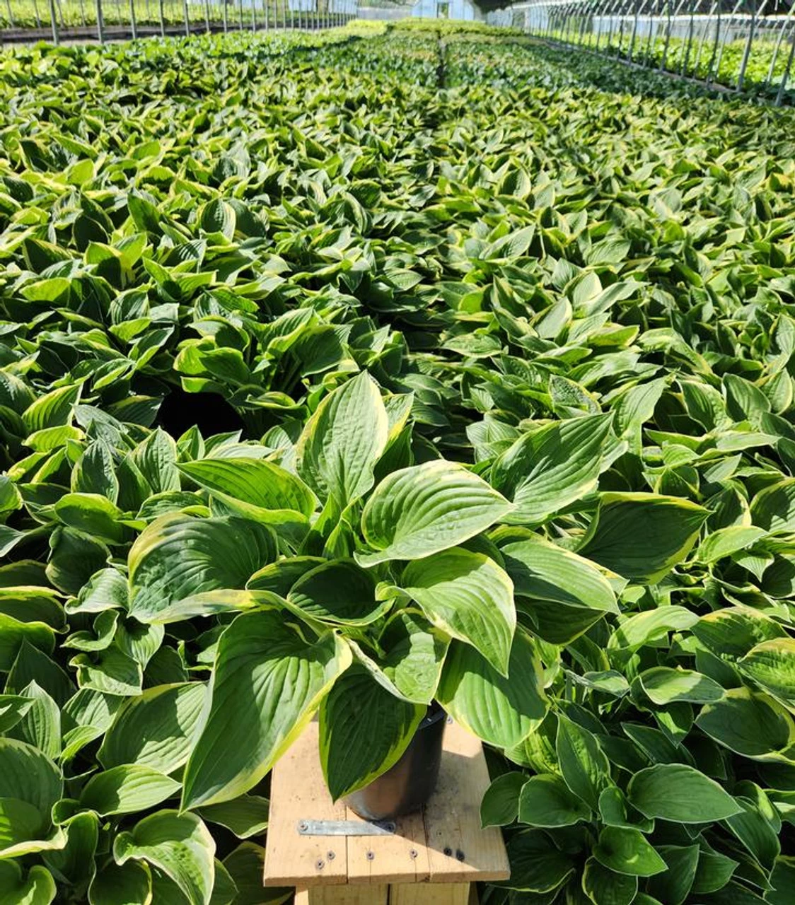 Aureo Marginata Hosta 4 Aureo Marginata Hosta - Image 2