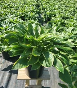 Aureo Marginata Hosta 7 Aureo Marginata Hosta -Garden Plant Store Aureo Marginata Hosta in Garden Planter 00529.1685109997