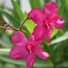 Austin Pretty Limits® Oleander 2 Austin Pretty Limits® Oleander -Garden Plant Store Austin Pretty Limits Oleander flower closeup 44503.1611605448