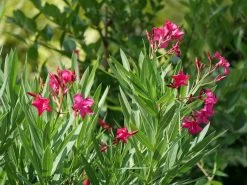 Austin Pretty Limits® Oleander -Garden Plant Store Austin Pretty Limits Oleander is blooming 71759.1611605456