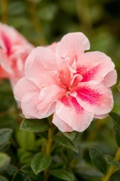 Autumn Belle Encore Azalea -Garden Plant Store Autumn Belle Encore Azalea Shrub Blooming 31151.1553568311