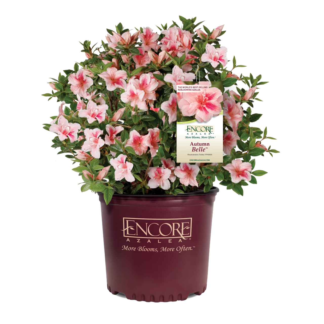 Autumn Belle Encore Azalea - Image 2