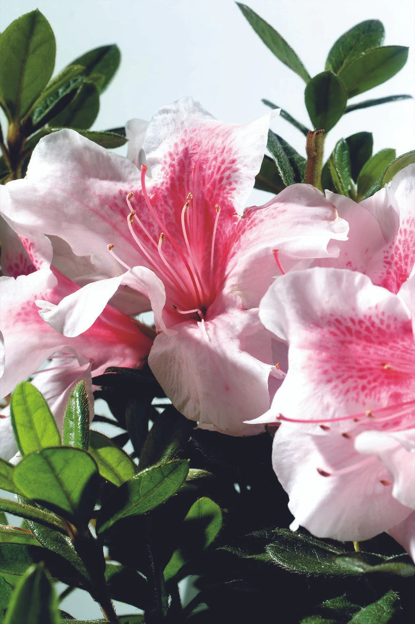 Autumn Chiffon Encore Azalea 4 Autumn Chiffon Encore Azalea - Image 2