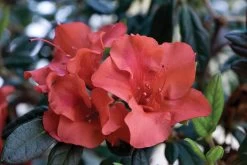 Autumn Embers Encore Azalea -Garden Plant Store Autumn Embers Encore Azalea Flower 02924.1499306942