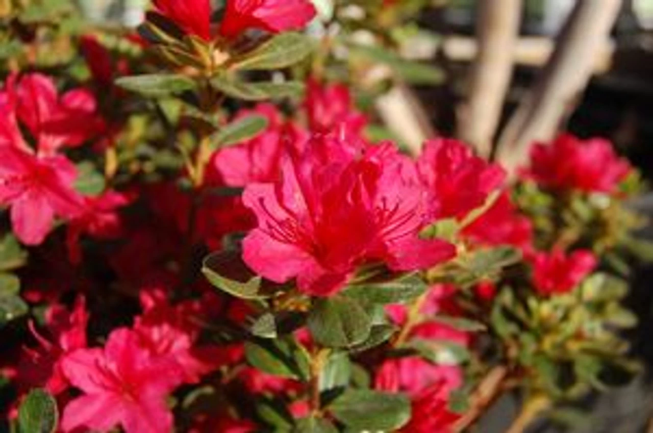 Hino-Crimson Azalea 5 Hino-Crimson Azalea - Image 3