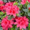 Hino-Crimson Azalea -Garden Plant Store Azalea Hino Crimson Flowers Close Up 05244.1664821597