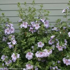 Azurri Blue Satin® Rose Of Sharon -Garden Plant Store Azurri Blue Satin Rose of Sharon Bush Next To House 02962.1523196225