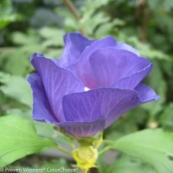 Azurri Blue Satin® Rose Of Sharon -Garden Plant Store Azurri Blue Satin Rose of Sharon Flower Opening Up 28850.1523196237
