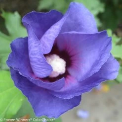 Azurri Blue Satin® Rose Of Sharon -Garden Plant Store Azurri Blue Satin Rose of Sharon Flower Petals 19584.1523196242