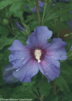 Azurri Blue Satin® Rose Of Sharon -Garden Plant Store Azurri Blue Satin Rose of Sharon Flower With Water 50243.1523196254