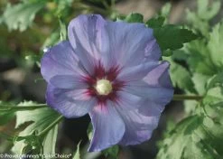 Azurri Blue Satin® Rose Of Sharon -Garden Plant Store Azurri Blue Satin Rose of Sharon Flower in the Sunlight 47753.1523196232