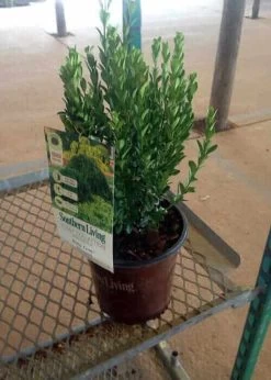 Baby Gem Boxwood -Garden Plant Store Baby Gem Boxwood in Southern Living Pot 65220.1641925022