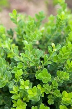 Baby Gem Boxwood -Garden Plant Store Baby Gem Boxwood leaves close up 68112.1639974908